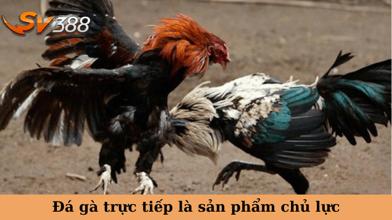 Đá gà trực tiếp là sản phẩm chủ lực