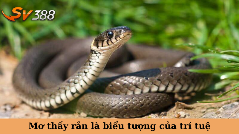 Mơ thấy rắn là biểu tượng của trí tuệ
