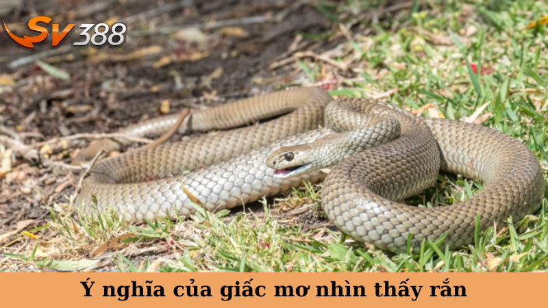 Ý nghĩa của giấc mơ nhìn thấy rắn