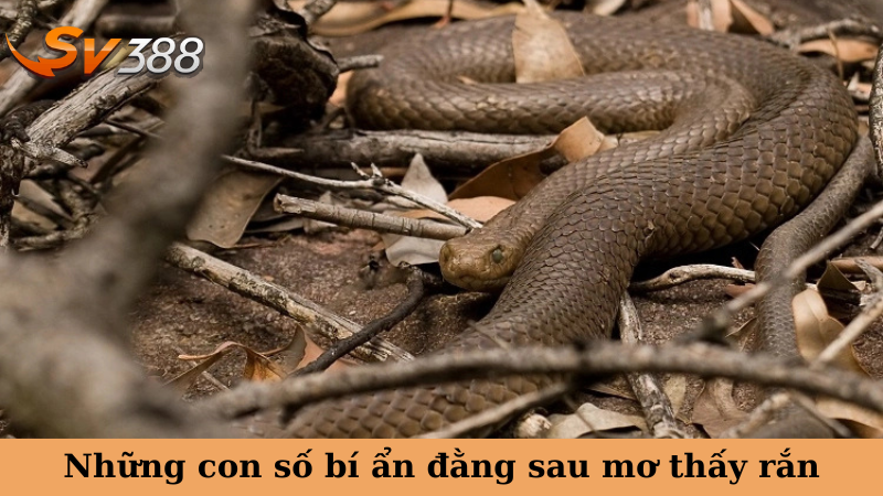 Những con số bí ẩn đằng sau mơ thấy rắn