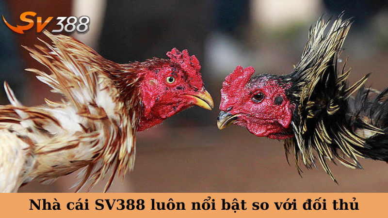 Nhà cái SV388 luôn nổi bật so với đối thủ