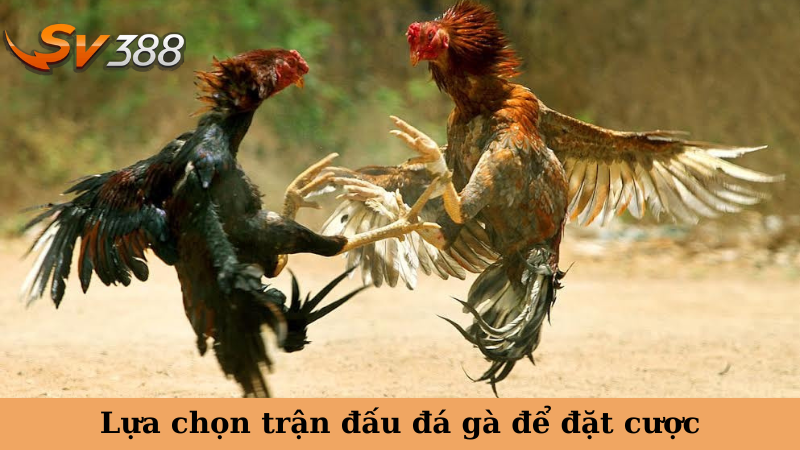 Đá gà SV388 luôn thu hút cộng đồng kê thủ