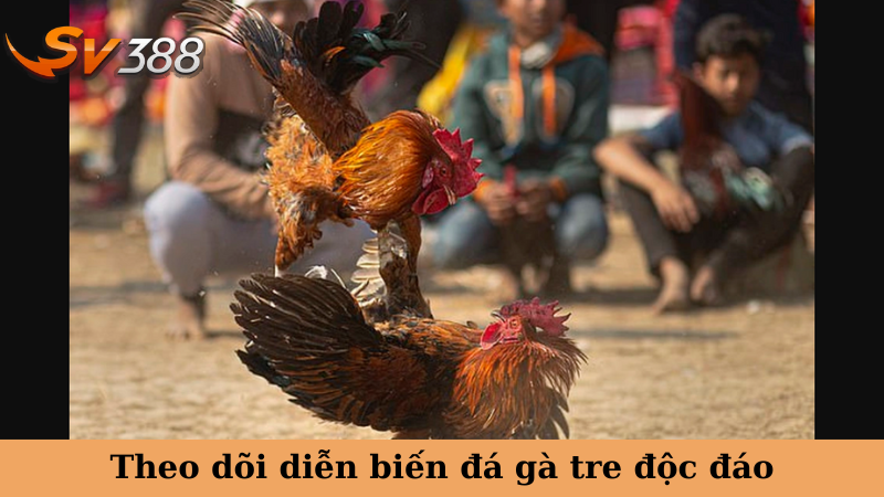 Dễ dàng theo dõi đá gà trực tiếp hôm nay