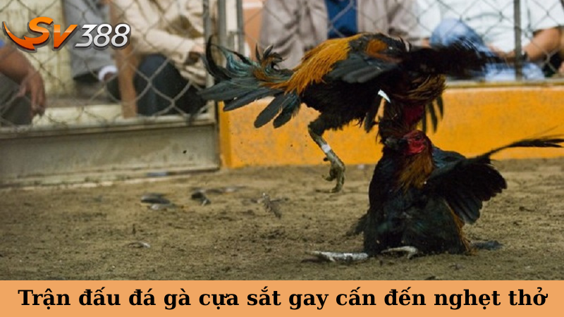 Trận đấu đá gà cựa sắt gay cấn đến nghẹt thở