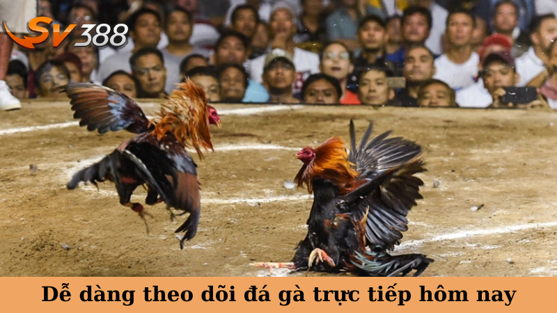 Theo dõi diễn biến đá gà tre độc đáo
