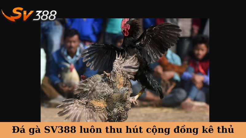Lựa chọn trận đấu đá gà để đặt cược