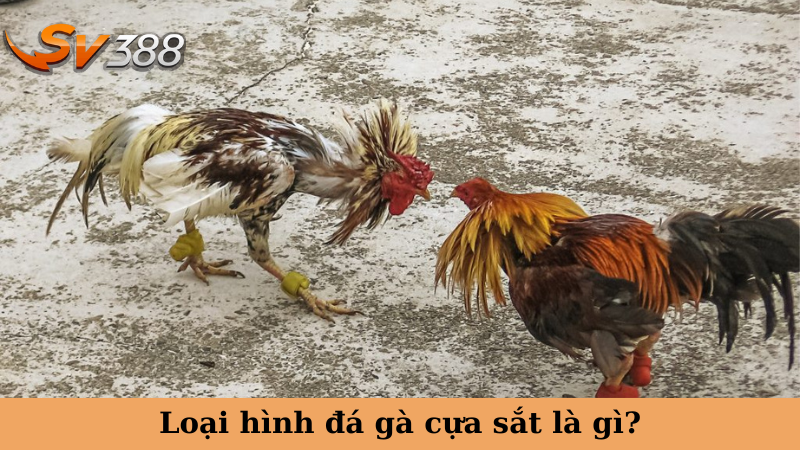 Loại hình đá gà cựa sắt là gì?