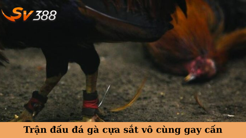 Trận đấu đá gà cựa sắt vô cùng gay cấn