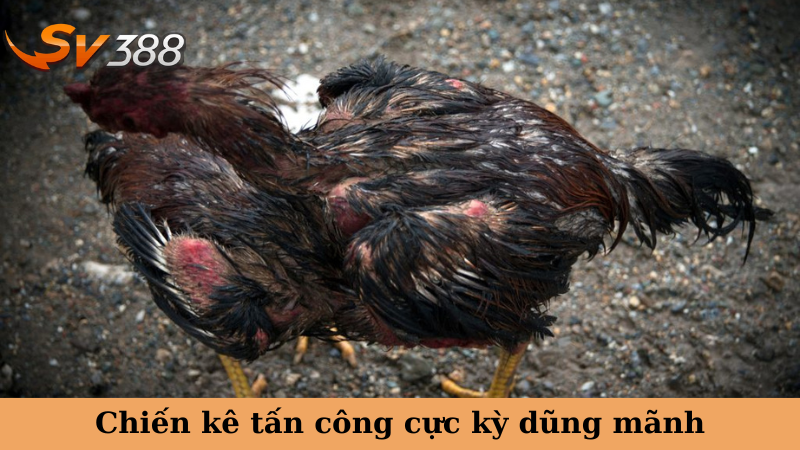 Chiến kê tấn công cực kỳ dũng mãnh