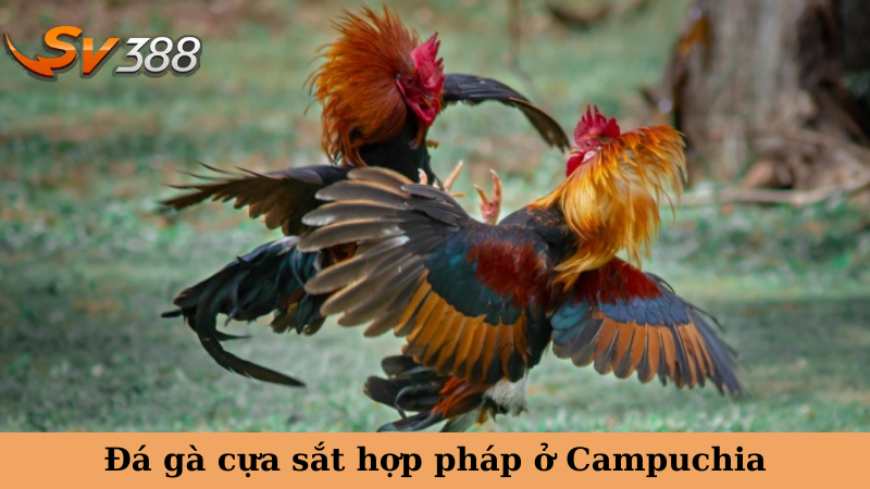Đá gà cựa sắt hợp pháp ở Campuchia