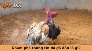 Khám phá thông tin đá gà đòn là gì?