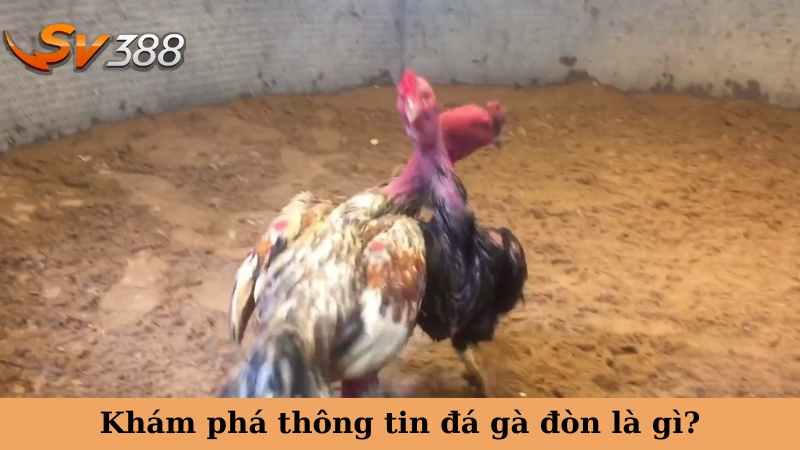 Khám phá thông tin đá gà đòn là gì?
