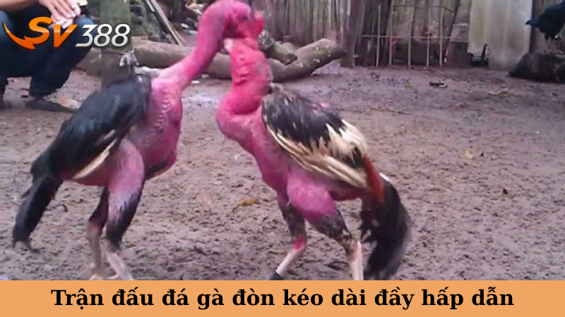 Trận đấu đá gà đòn kéo dài đầy hấp dẫn