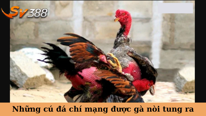 Những cú đá chí mạng được gà nòi tung ra
