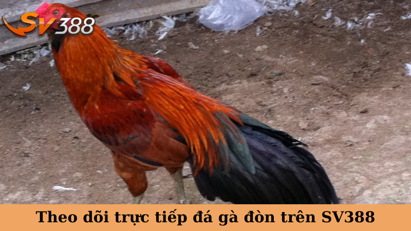 Theo dõi trực tiếp đá gà đòn trên SV388
