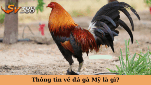 Thông tin về đá gà Mỹ là gì?