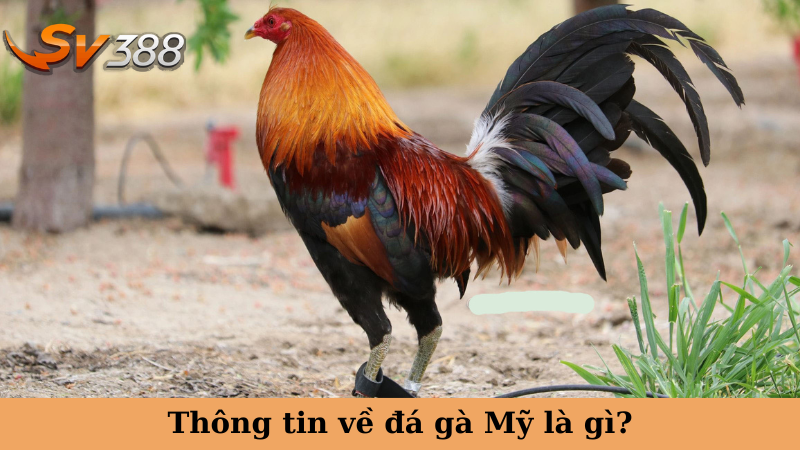 Thông tin về đá gà Mỹ là gì?
