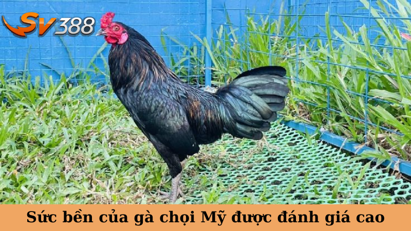 Sức bền của gà chọi Mỹ được đánh giá cao