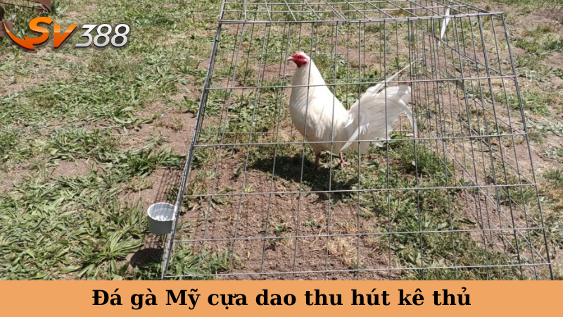 Đá gà Mỹ cựa dao thu hút kê thủ