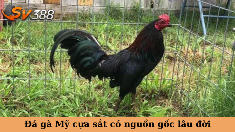 Đá gà Mỹ cựa sắt có nguồn gốc lâu đời