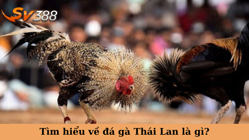 Tìm hiểu về đá gà Thái Lan là gì?