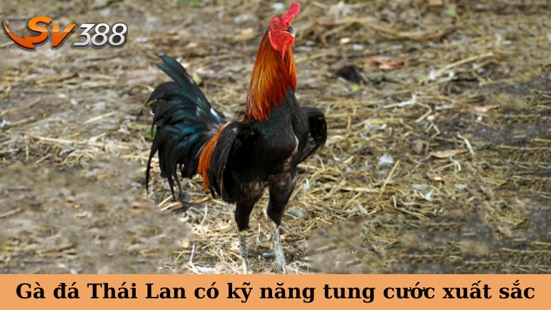 Gà đá Thái Lan có kỹ năng tung cước xuất sắc