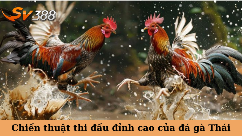Chiến thuật thi đấu đỉnh cao của đá gà Thái
