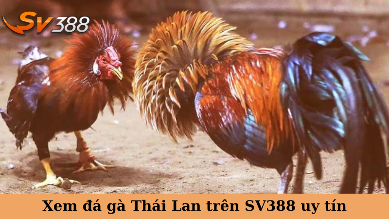 Xem đá gà Thái Lan trên SV388 uy tín