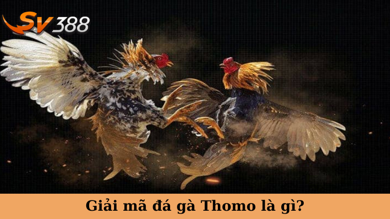 Giải mã đá gà Thomo là gì?