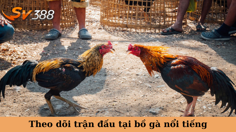 Theo dõi trận đấu tại bồ gà nổi tiếng