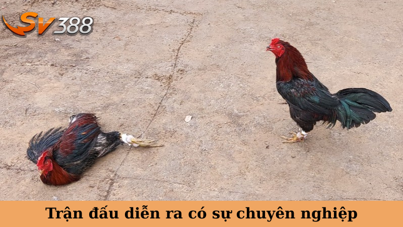 Trận đấu diễn ra có sự chuyên nghiệp