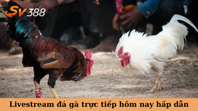 Livestream đá gà trực tiếp hôm nay hấp dẫn