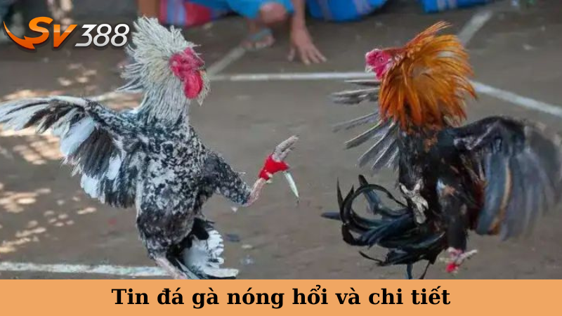 Tin đá gà nóng hổi và chi tiết