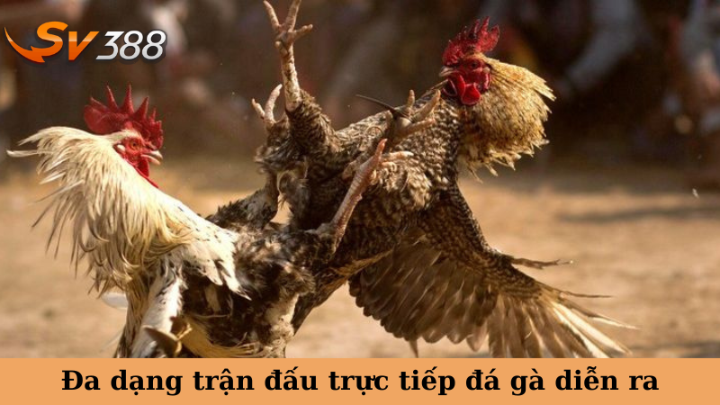 Đa dạng trận đấu trực tiếp đá gà diễn ra
