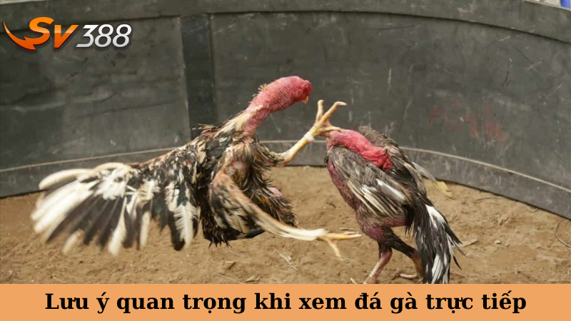 Lưu ý quan trọng khi xem đá gà trực tiếp